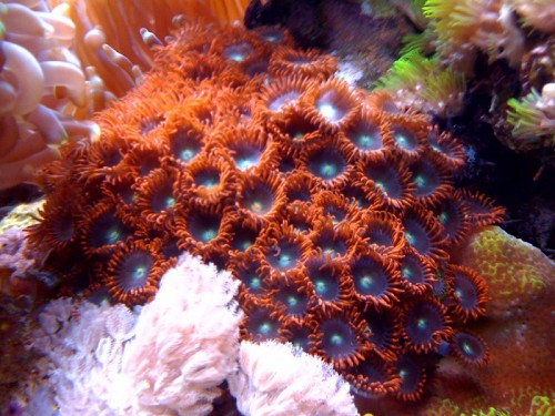 Zoas store røde.jpg