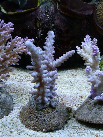 acropora?