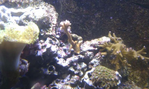 Lidt forskellige Montipora i god vækst :y