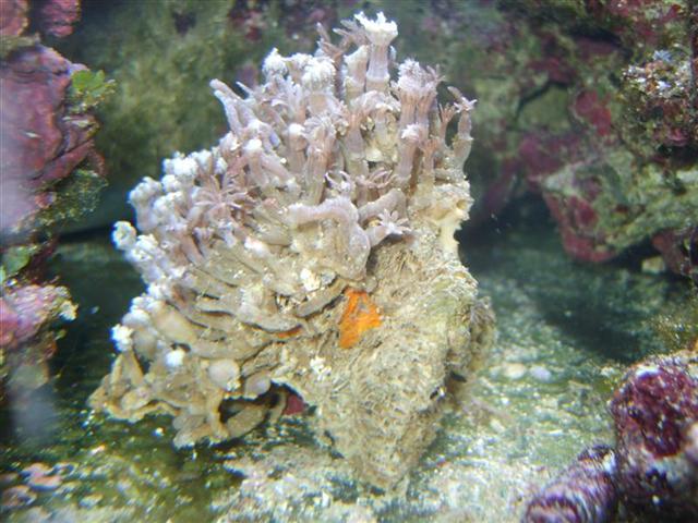 S8001363 (Medium) (Small).JPG