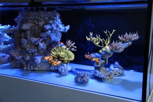 CORAL PLACEMENT TOGETHER.jpg