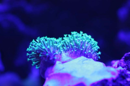 Sarcophyton-frag