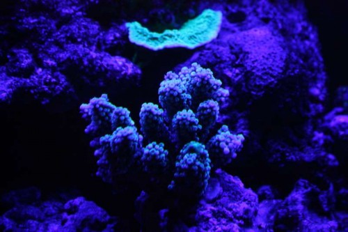 Acropora