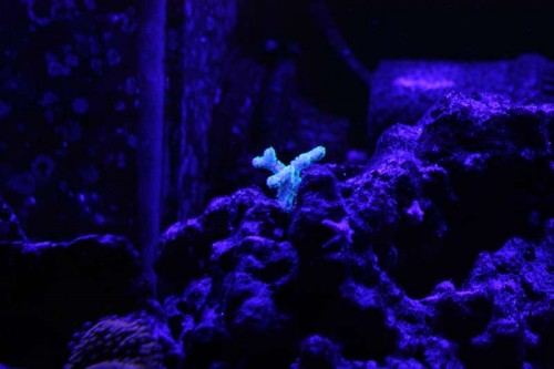 Mini-frag af ???