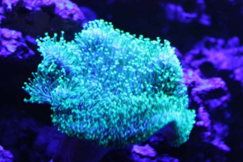 Sarcophyton