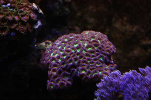 Blastomussa