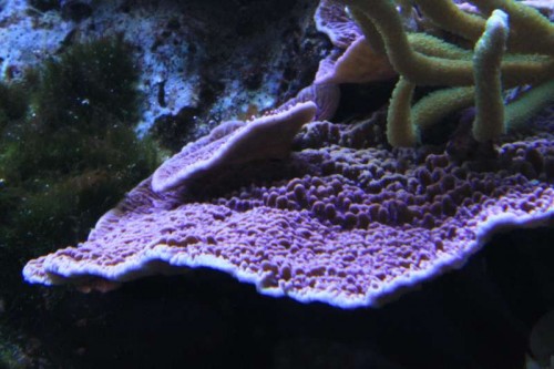 Montipora capricornis