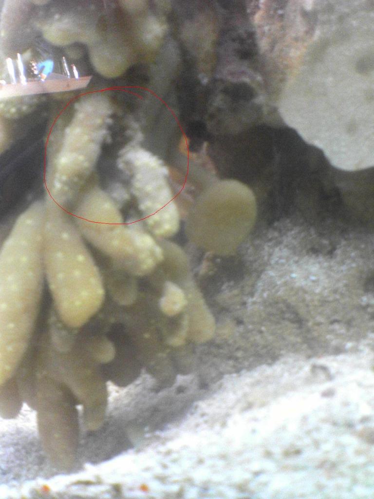 koral i forrådnelse?