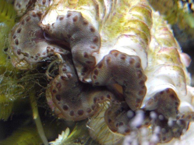 tridacna.jpg