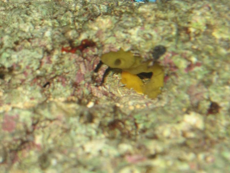 Billede 036.JPG