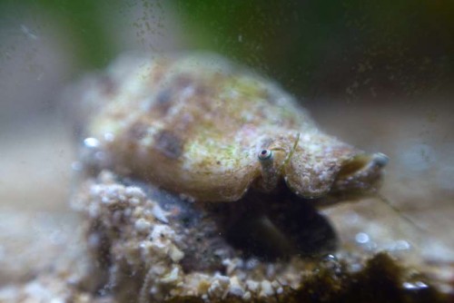 strombus sp.