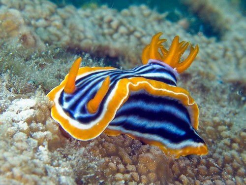 chromodoris_magnifica.jpg