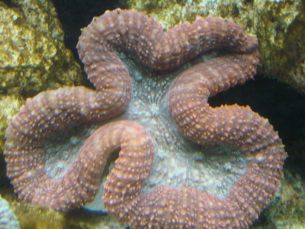 lobophylia.JPG