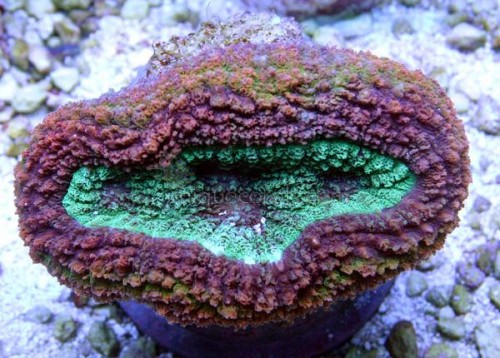 lobophyllia-unique-corals.jpg