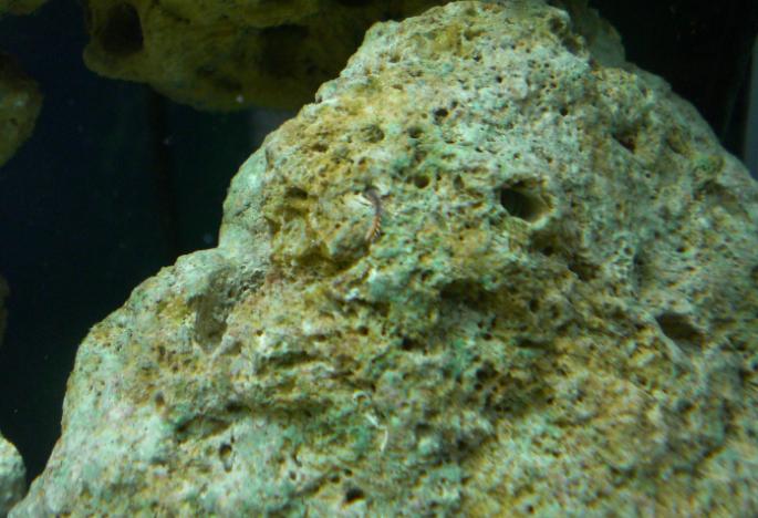 Har ret mange Bristle worms.jpg