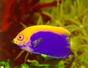 acanthops.jpg