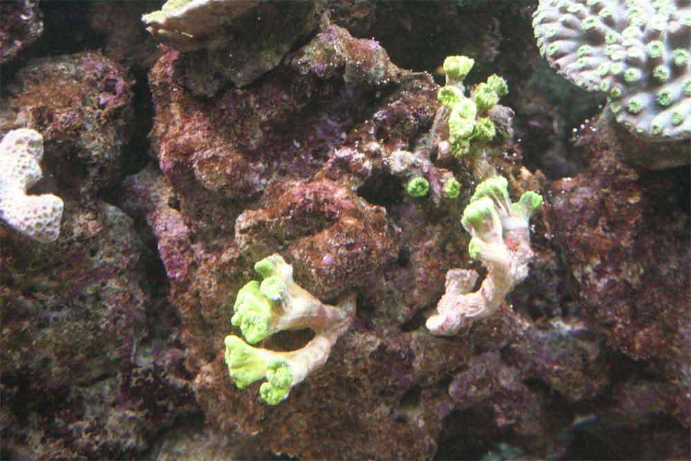 Caulastrea-curvata.jpg