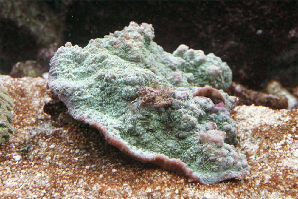 Echinophyllia-echnoporoides.jpg