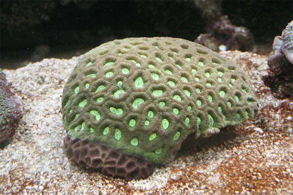 Favia-pallida.jpg