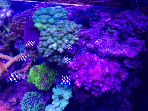Pink Pocillopora