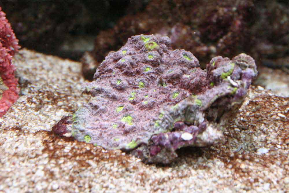 Goniopora-somaliensis.jpg