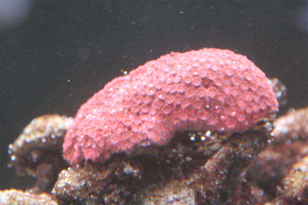 Goniopora-tenuidens.jpg