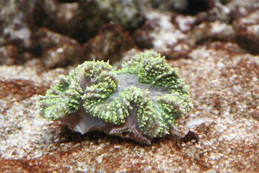 Lobophyllia-flabelliformis.jpg