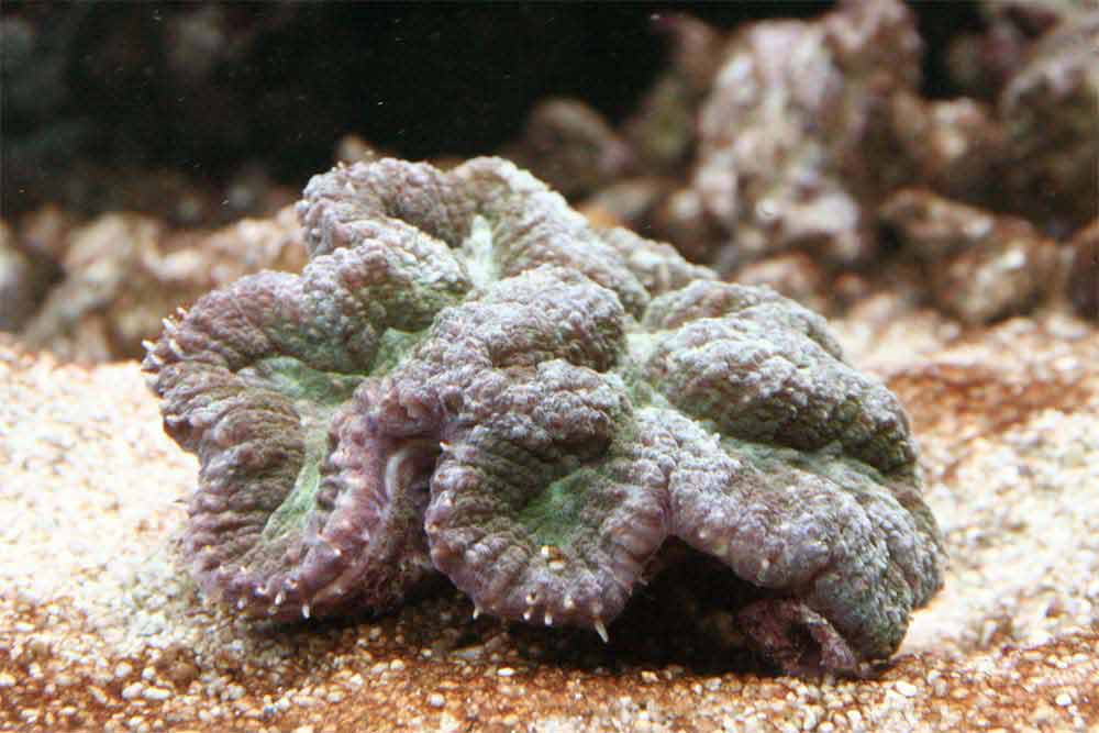 Lobophyllia.jpg