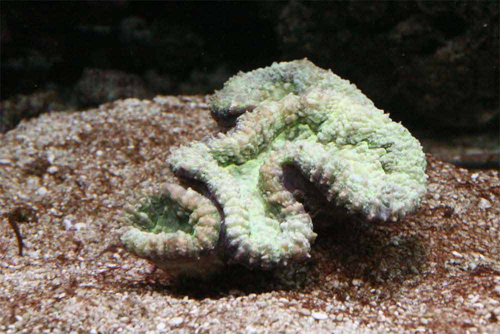 Lobophyllia1.jpg