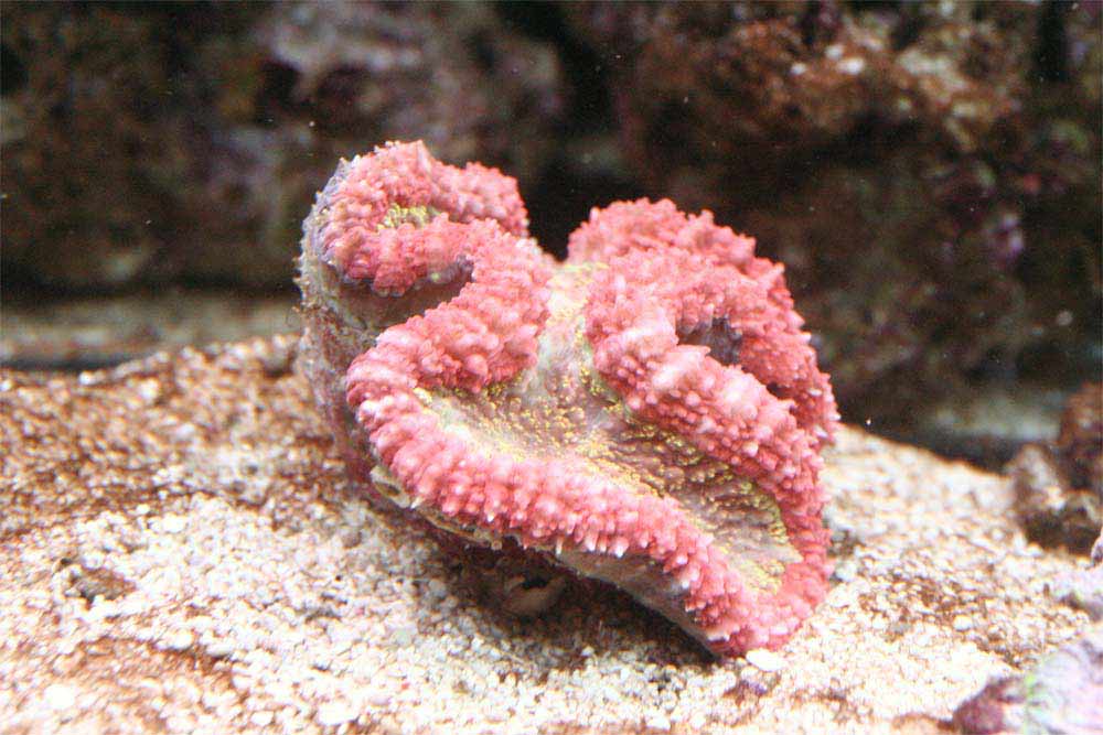 Lobophyllia2.jpg