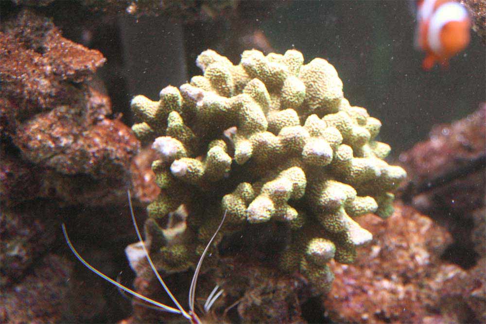 Montipora-digitata.jpg