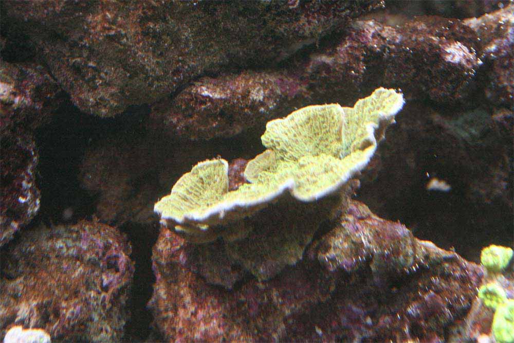 Montipora-foliosa.jpg