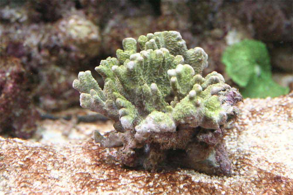 Porites-attenuata.jpg