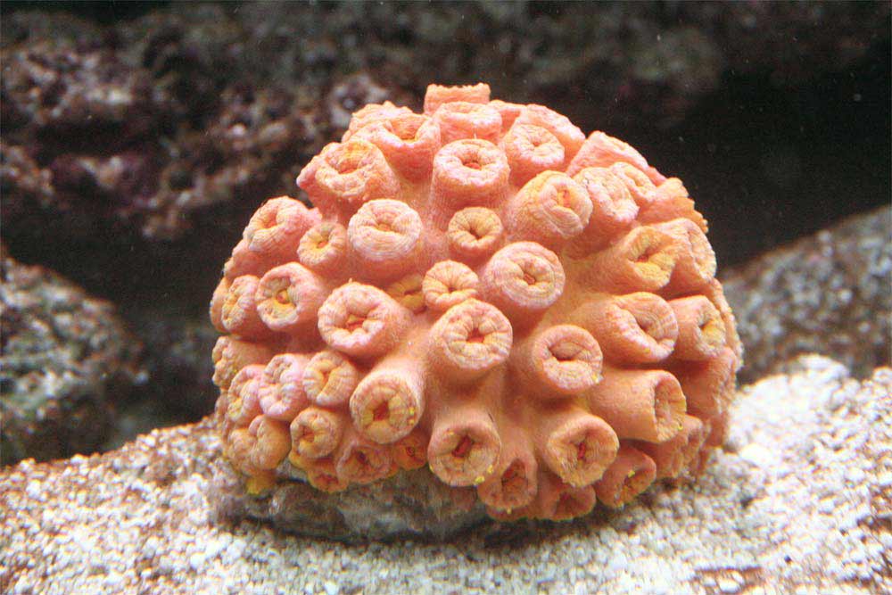 Tubastraea.jpg