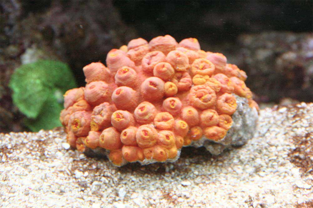 Tubastraea1.jpg