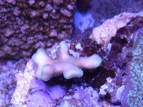 Stylophora