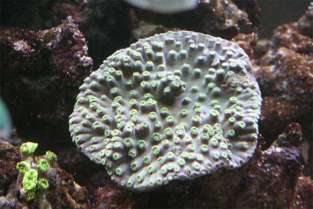 Turbinaria.jpg
