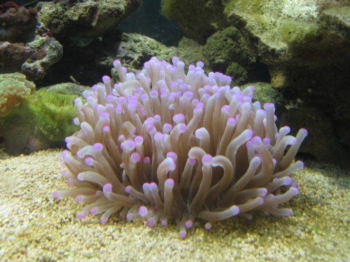 Heliofungia