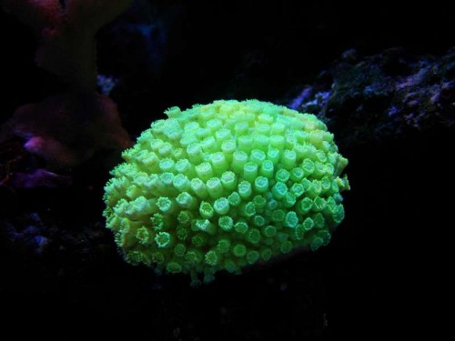 DSC02530.JPG (31.94 KiB) Vist 1782 gange Kan desværre ikke helt få farverne med , men samtlige af alle mine andre koraller blegner ved siden af denne selvlysende Goniopora <3<br />så må vi bare håbe jeg kan holde den i live ..