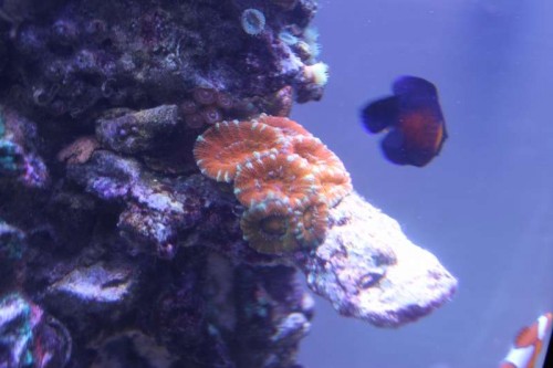 Acanstrea