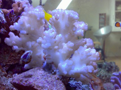 Denne flotte koral har smidt noget væv i toppen...kommer det igen, eller er det slut??