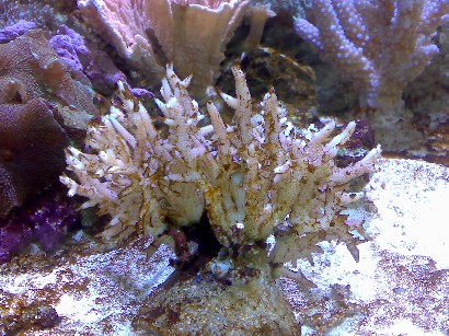 Hystrix - er den færdig??