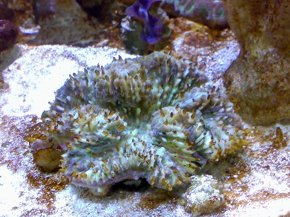 Hvad med denne overlever den??