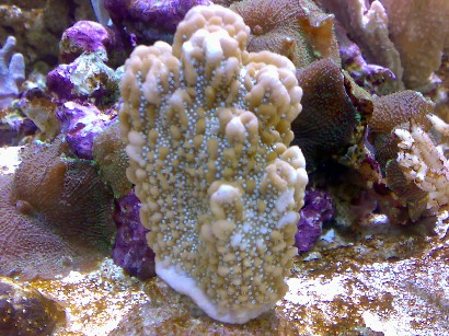 Tro i denne overlever??