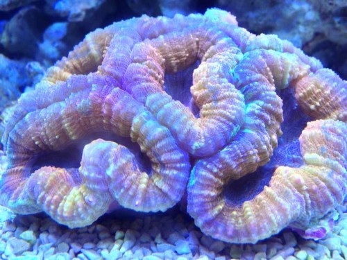 symphyllia.jpg (68.89 KiB) Vist 1447 gange symphyllia?