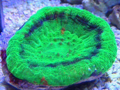 scolymia.jpg (70.91 KiB) Vist 1447 gange scolymia australis