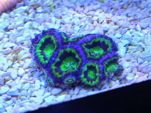 acan.jpg (60.63 KiB) Vist 1447 gange acantastrea