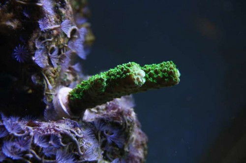 Koral 1 - Acropora humilis?