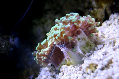 Koral 3 - Euphyllia ancora