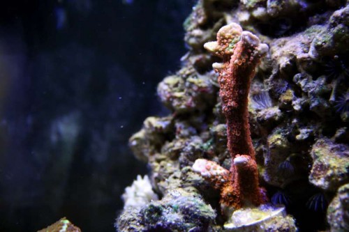 Koral 6 - Montipora Digitata